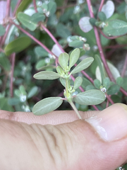 Euphorbia pediculifera