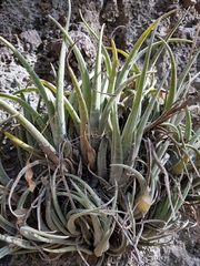 Tillandsia pueblensis