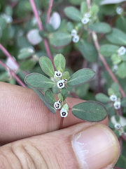 Euphorbia pediculifera