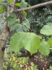 Magnolia