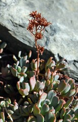 Sedum obtusatum