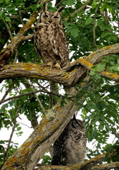 Bubo africanus africanus