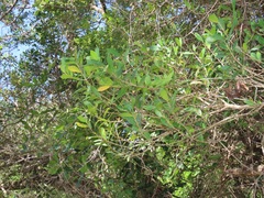 Tricalysia