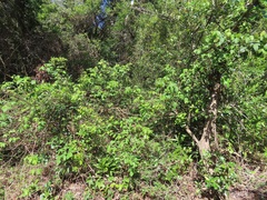 Gossypioides kirkii