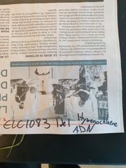 Carex debilis debilis