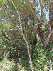 Tricalysia