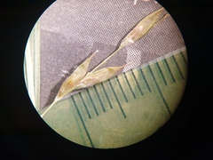 Carex debilis debilis