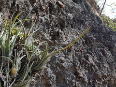 Tillandsia pueblensis