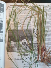 Carex debilis debilis