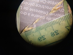 Carex debilis debilis