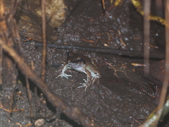 Limnonectes paramacrodon