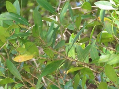 Tricalysia