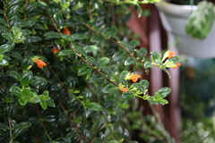 Nematanthus