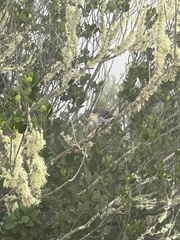 Fringilla coelebs maderensis