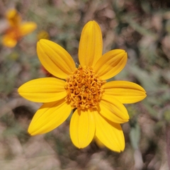 Simsia amplexicaulis