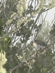 Fringilla coelebs maderensis