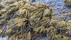 Pelvetia canaliculata