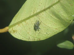 Pancorius dentichelis