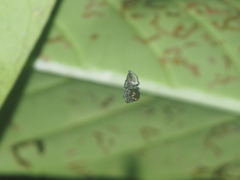 Pancorius dentichelis