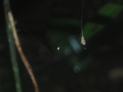 Dolichognatha