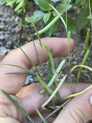 Sphinctospermum constrictum