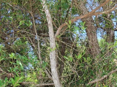 Tricalysia