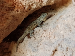 Sceloporus gadoviae