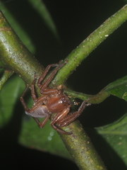 Thelcticopis