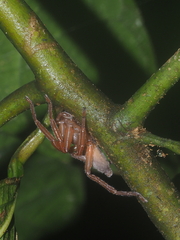 Thelcticopis