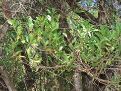 Tricalysia