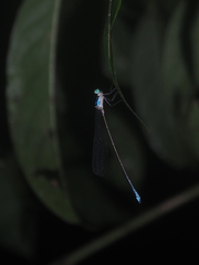 Coeliccia membranipes