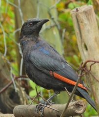 Onychognathus morio morio