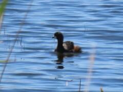 Tachybaptus ruficollis capensis