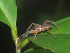 Thelcticopis