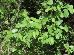 Bridelia cathartica