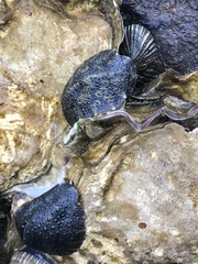 Onchidella nigricans