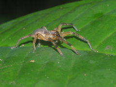 Thelcticopis