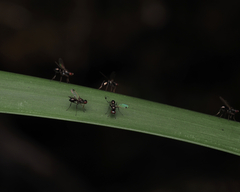 Parapalaeosepsis plebeia