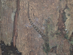 Gekko monarchus