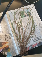 Carex blanda