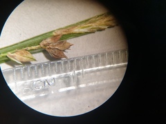 Carex blanda