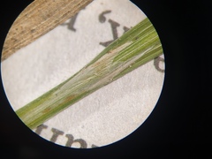 Carex blanda