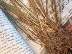 Carex blanda