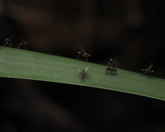 Parapalaeosepsis plebeia