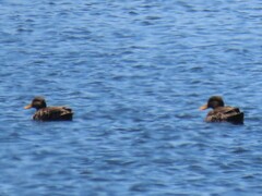 Anas undulata undulata