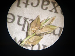 Carex blanda