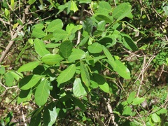 Bridelia cathartica