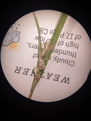 Carex blanda