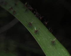 Parapalaeosepsis plebeia