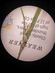 Carex blanda